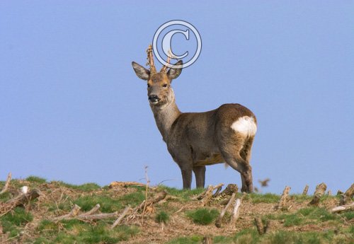 Roe Deer Buck Cleaning Antlers DM0138